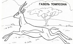 Раскраска Антилопа