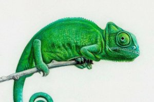 Раскраска Хамелеон