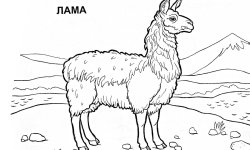 Раскраска Лама